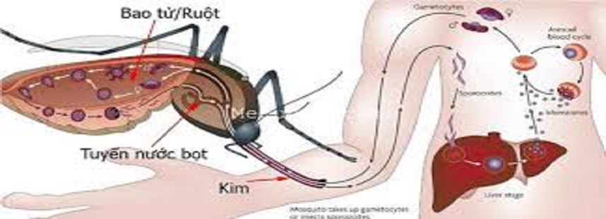 Sốt xuất huyết: Nên dùng thanh long và lá đu đủ